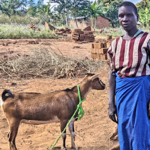 Gift of a Goat
