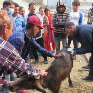 Healthcare for Animals