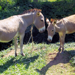 Breed Donkey Foals